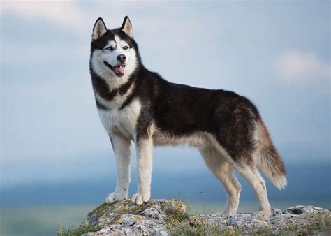 西洋犬是什麼品種狗？探討西洋犬與東方犬種的奇妙交融